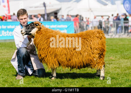 Raue Fell Schaf, Orange gefärbt Stockfoto