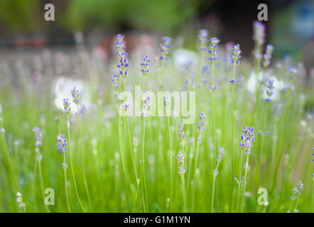 Lavendel-Busch grün mit lila Blüten Nahaufnahme in selektiven Fokus Stockfoto