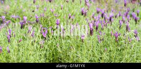 Lavendel-Busch grün mit lila Blüten Nahaufnahme in selektiven Fokus Stockfoto