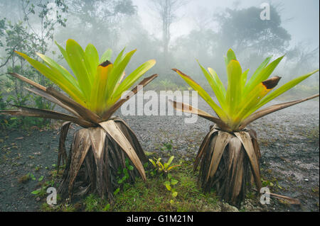 Riesigen Tank Bromelien (Brocchinia Micrantha) im Nebel, Kaieteur Falls Kaieteur Nationalpark, Guyana Stockfoto