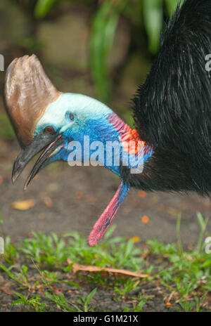 Südlichen oder Double-Wattled Helmkasuar (Casuarius Casuarius), Atherton Tablelands, Queensland, Australien WILD Stockfoto