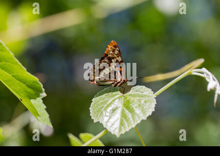 Lorquins Admiral thront auf dem Blatt Stockfoto