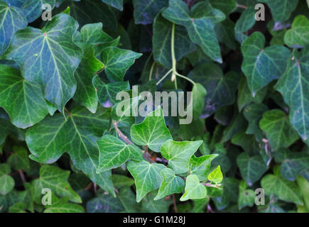 Grünen Efeu Laub mit verschiedene Blätter, Hedera. Stockfoto