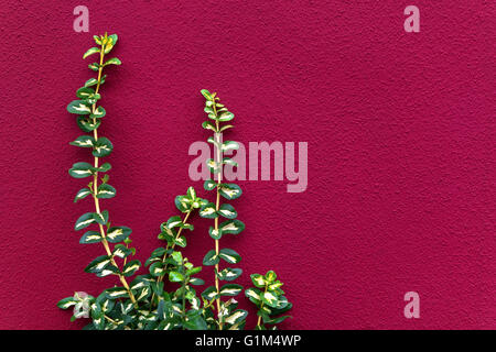 Grüne Pflanze gegen eine rosa Wand Stockfoto