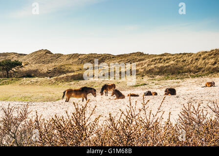 Eine Herde von Konik-Wildpferden in den Dünen hinter dem Sanddorn Stockfoto