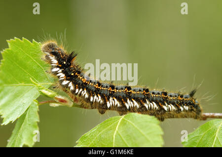 Euthrix Potatoria, der Trinker ist eine Orange-braune Motte der Familie Lasiocampidae. Stockfoto