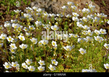 Arenaria Montana, Berg-Sandwort, ist eine Pflanzenart in der Familie Caryophyllaceae Blüte. Stockfoto