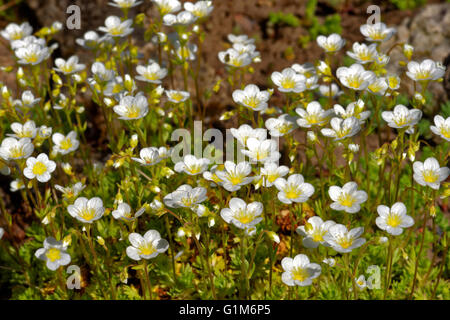 Arenaria Montana, Berg-Sandwort, ist eine Pflanzenart in der Familie Caryophyllaceae Blüte. Stockfoto