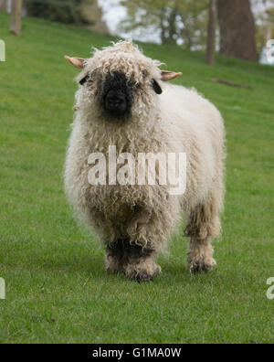 Valais Blacknose Ewe, Wales. Stockfoto