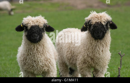 Valais Blacknose Lambs, Cheshire, Großbritannien Stockfoto