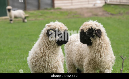 Valais Blacknose Lambs, Cheshire, Großbritannien Stockfoto