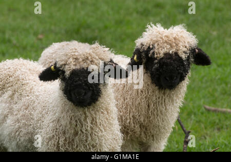 Valais Blacknose Lambs, Cheshire, Großbritannien Stockfoto