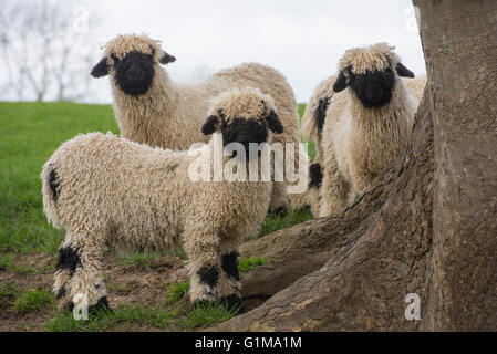 Valais Blacknose Lambs, Cheshire, Großbritannien Stockfoto