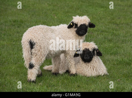 Valais Schwarznase Lämmer in einem Grasfeld, Cheshire. GROSSBRITANNIEN Stockfoto