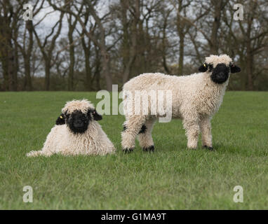 Valais Schwarznase Lämmer in einem Grasfeld, Cheshire. GROSSBRITANNIEN Stockfoto