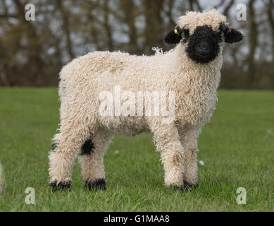 Valais Blacknose Lamm, Wrexham, Nordwales Stockfoto