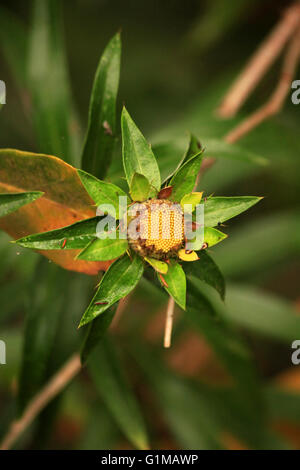 Ipomoea cairica oder Hosteria Del Recodo Blume Stockfoto