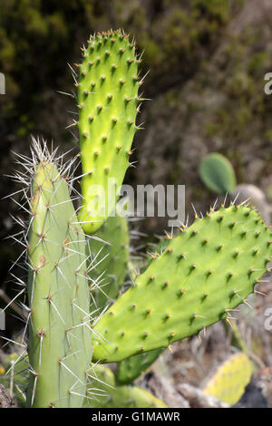 Ipomoea cairica oder Hosteria Del Recodo Blume Stockfoto