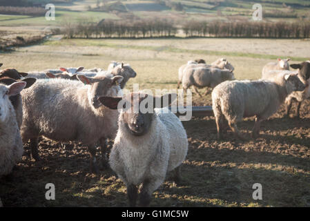 Eine Herde Schafe und Lämmer in einem Feld Beweidung und Fütterung an einem sonnigen Morgen in Irland. Stockfoto