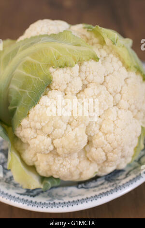 Schöne frische natürliche Blumenkohl Kopf mit Blättern, die nützlich für gesund und Bio Essen oder marketing-Konzepte Stockfoto