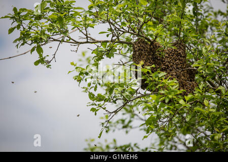 Ein Schwarm von Bienen, klammerte sich an einem Baum Stockfoto