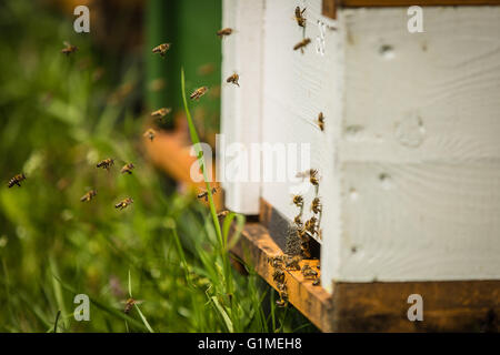 Bienen fliegen in und aus einem Bienenstock Stockfoto