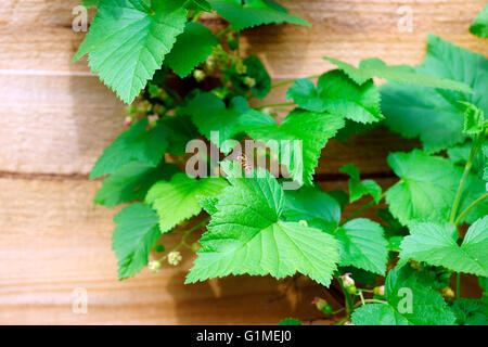 HOVERFLY AM SCHWARZEN JOHANNISBEEREN BLATT. Stockfoto