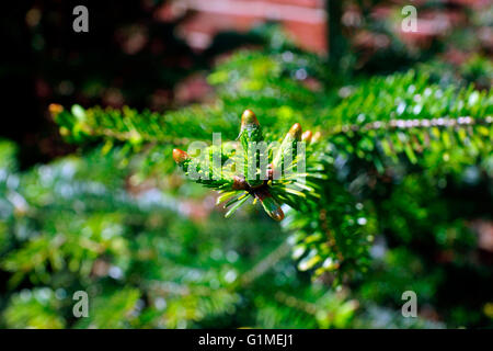 NADELBAUM SPRIEßEN NEUE TRIEBE Stockfoto