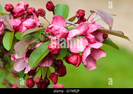 Roten Frühlingsblumen des ornamentalen Holzapfels Malus "Indian Magic" Stockfoto