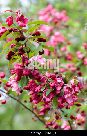 Roten Frühlingsblumen des ornamentalen Holzapfels Malus "Indian Magic" Stockfoto