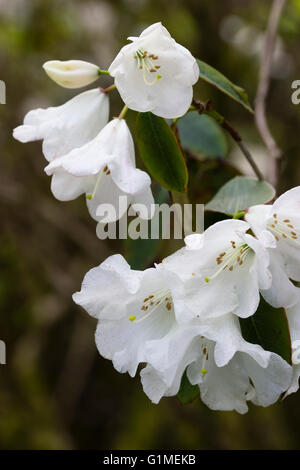 Weißen Glockenblumen von immergrünen Kleinbaum, Rhododendron "Pipaluk" Stockfoto