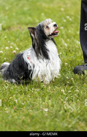 Biewer Yorkshire Terrier ist neben den Füßen seines Meisters im Freien sitzen und schaut seinen Meister. Stockfoto