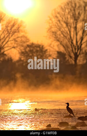 Sonnenaufgang am Rhein, Bonn Stockfoto