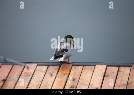 Eine männliche Stockente stehend auf einem Holzsteg vor Wasser. Stockfoto