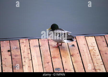 Eine männliche Stockente stehend auf einem Holzsteg vor Wasser. Stockfoto
