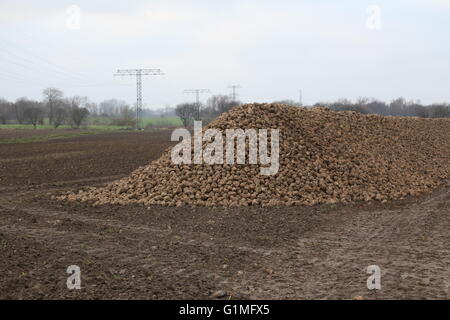 Haufen von geernteten Zuckerrüben liegen auf einem Feld in Deutschland. Stockfoto