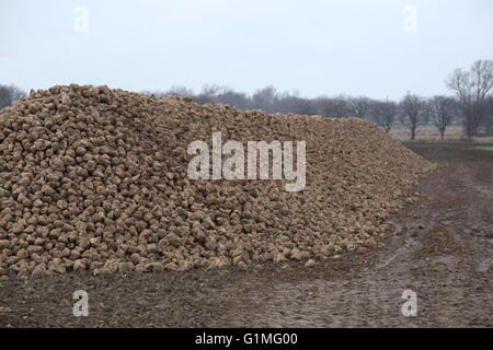 Haufen von geernteten Zuckerrüben liegen auf einem Feld in Deutschland. Stockfoto