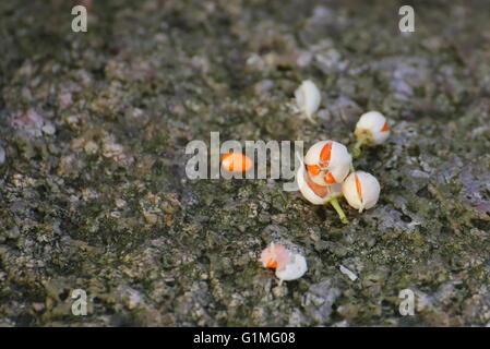 Weißen Früchten der japanischen Spindel (Euonymus Japonicus). Stockfoto