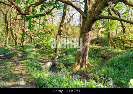 Schönen Frühling Wald bei Pendarves Wood Nature reserve nahe Camborne in Cornwall Stockfoto