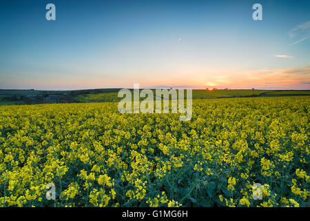 Sonnenuntergang über Rapsfelder in der Nähe von Newquay in Cornwall Stockfoto