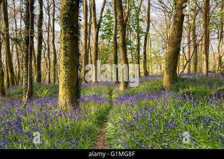 Ein schmaler Pfad durch schöne Glockenblume Wald in der Nähe von Redruth in Cornwall Stockfoto
