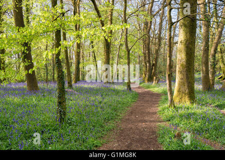 Glockenblumen in Blume im Wald in der Nähe von Redruth in Cornwall Stockfoto