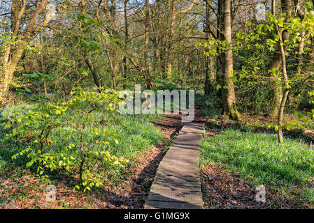 Wald-Spaziergang im Pendarves Wood Naturreservat in der Nähe von Camborne in Cornwall Stockfoto