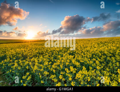 Atemberaubenden Sonnenuntergang über Felder gelben Raps wächst in der Nähe von Newquay in der Cornwalll Landschaft Stockfoto