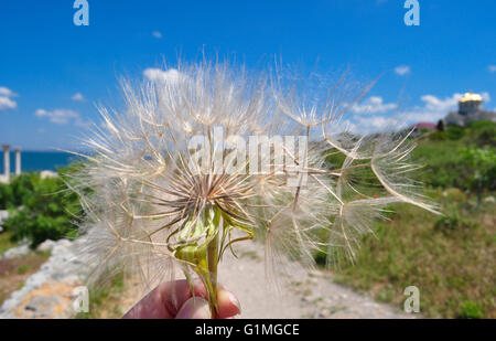 Löwenzahn in der Hand hin und Weg vom Wind auf einer unscharfen Hintergrund-Landschaft Stockfoto
