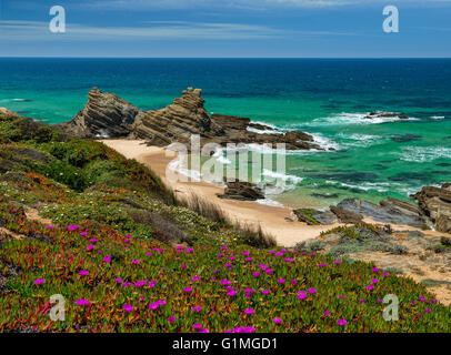 Porto Covo, der Parque Natural do Sudoeste Alentejano e Costa Vicentina, Alentejo, Portugal, wilde Blumen auf den Klippen Stockfoto
