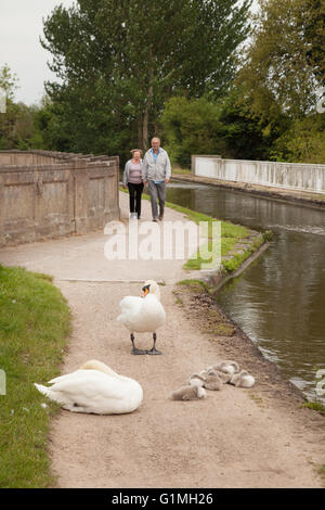 Wanderer nähert sich Schwäne auf dem Treidelpfad, Canal die Grand Union in Warwick, Warwickshire, England UK Stockfoto