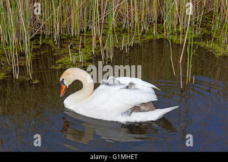 Stummer Swan Cygnus olar mit einer Familie frisch geschlüpfter Zygneten, die auf dem Rücken eines Erwachsenen reiten Stockfoto