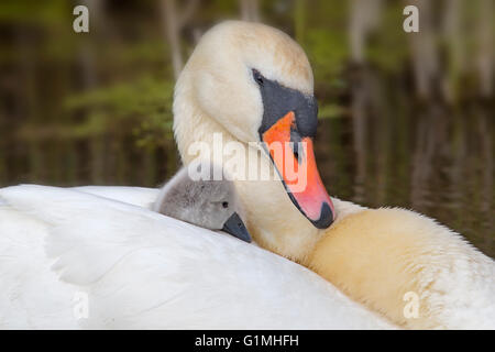 Stummer Swan Cygnus olar mit einer Familie frisch geschlüpfter Zygneten, die auf dem Rücken eines Erwachsenen reiten Stockfoto