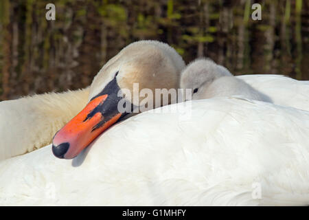 Stummer Swan Cygnus olar mit einer Familie frisch geschlüpfter Zygneten, die auf dem Rücken eines Erwachsenen reiten Stockfoto